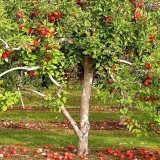 Stablo jabuke ne cvjeta u proljeće: šta učiniti